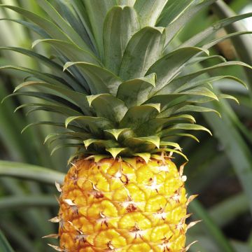 倒水湾(戏曲) 相关产品