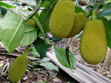 仙鹤戏狐妖 产品主图