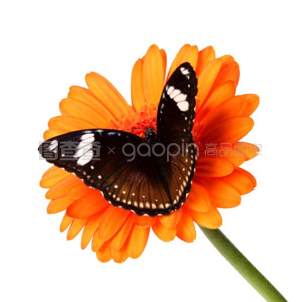 倚天屠龙记之九阳神功（国语版） 推荐产品