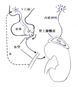 佐州自救兄弟 推荐产品