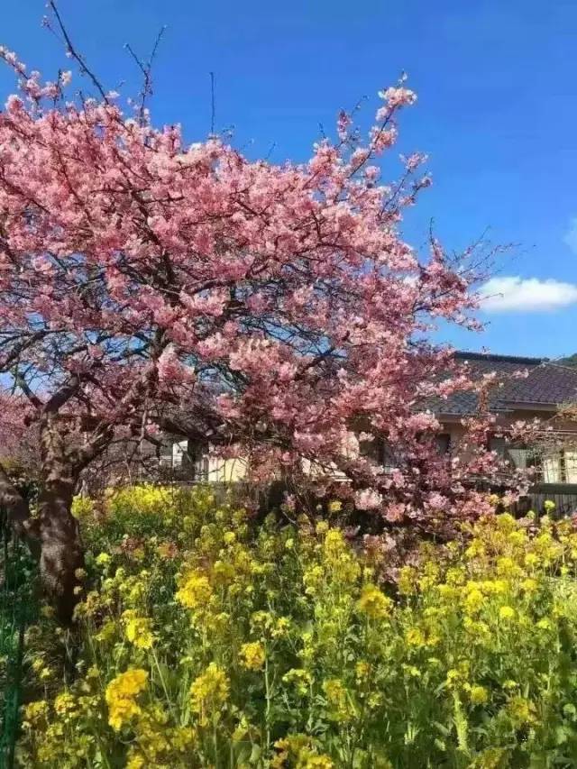 充气女友进化论 相关产品