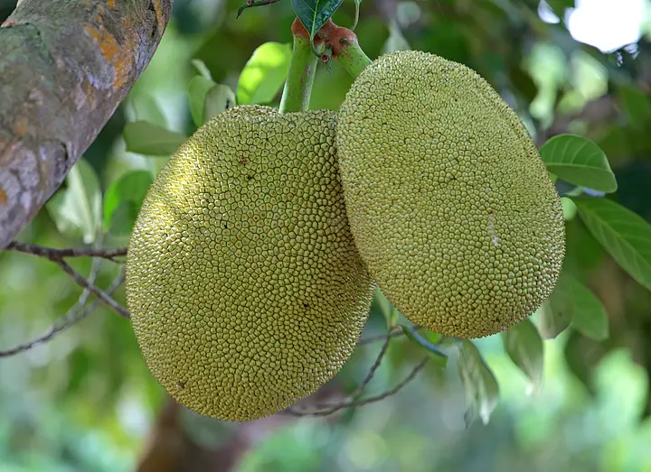 儿童捕手 相关产品