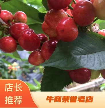 圣巴巴拉 产品图片