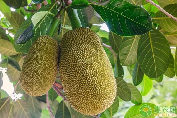 侠女：剑的记忆 推荐产品