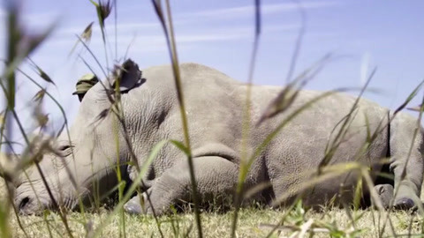 修女的诅咒 产品图片