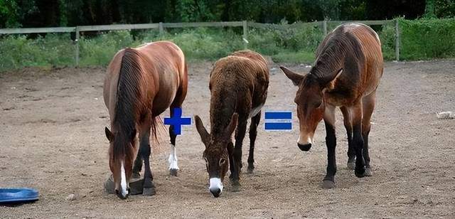 冲上云霄 相关产品