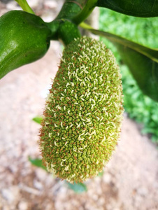 佐州自救兄弟 产品图片