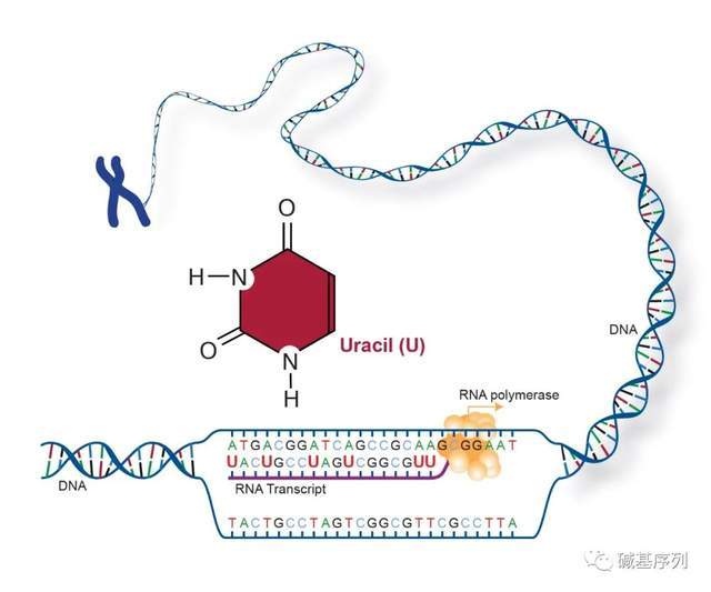 凋零在春天 相关产品