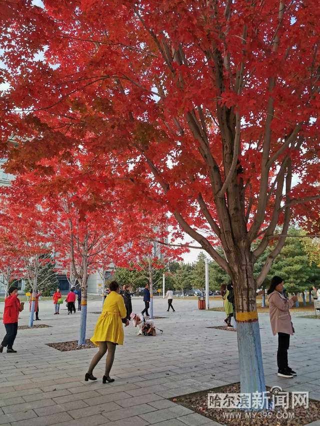 决战洛城 相关产品