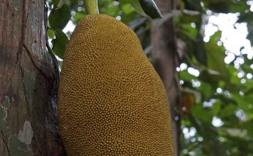 偶像活动Planet 剧场版 产品主图