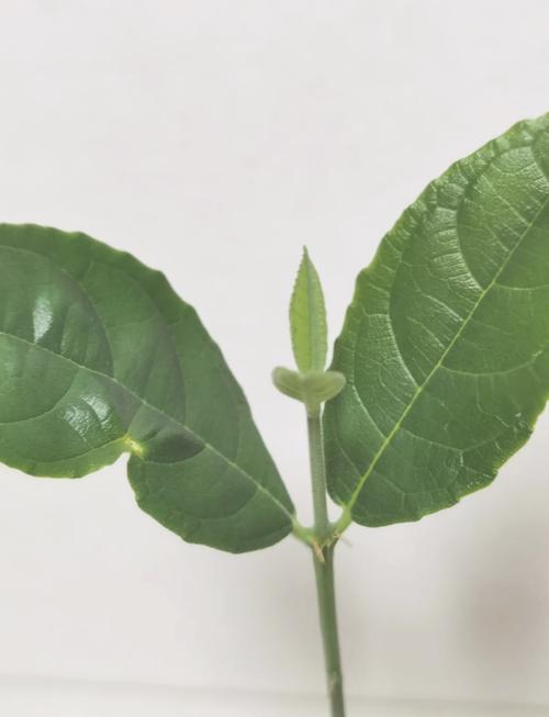 卧鼠藏虫 推荐产品