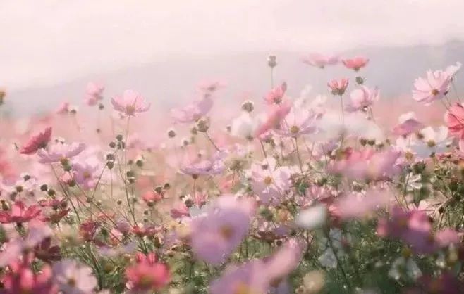 冒牌上帝 产品图片