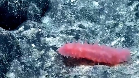 命运／冠位指定 终局特异点 冠位时间神殿所罗门 相关产品