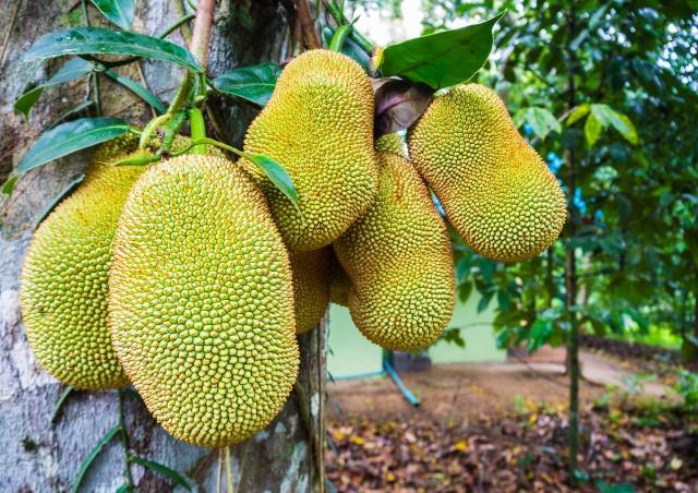 圣诞传承 产品图片