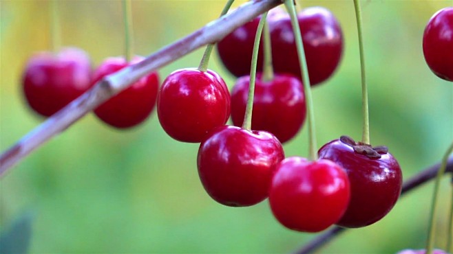 修女也疯狂 产品图片