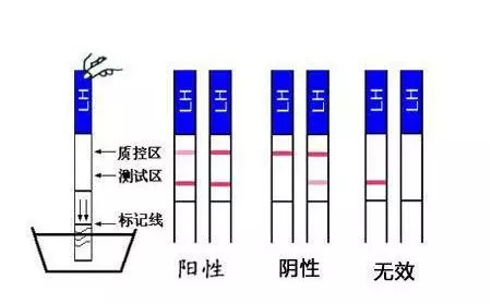 冷冻休眠 产品图片