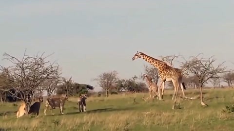 哈利·波特与阿兹卡班的囚徒 相关产品