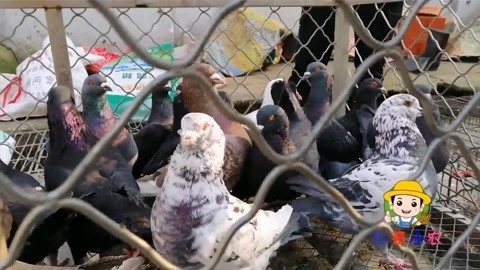 冰肤传说 产品图片